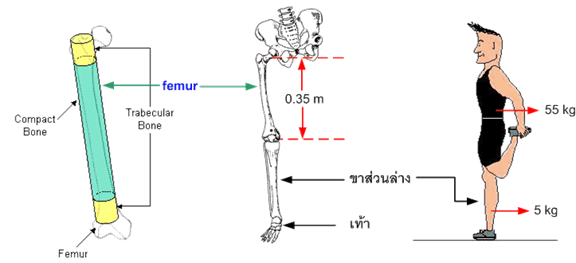 imagr_lower_leg